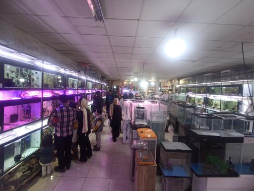 گالری آکواریوم و ماهی شهدی