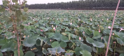 عکس تالاب اجاکسر