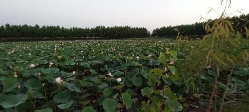 عکس تالاب اجاکسر