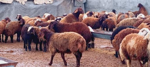عکس دامداری حاج خداداد احمدی و پسران 