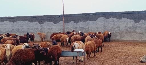عکس دامداری حاج خداداد احمدی و پسران 