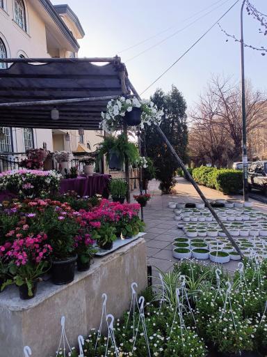 عکس گل فروشی وایت ارکید