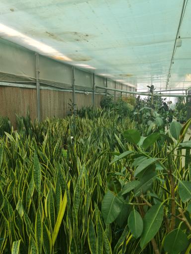 عکس باغ گل و گیاه حبیبی