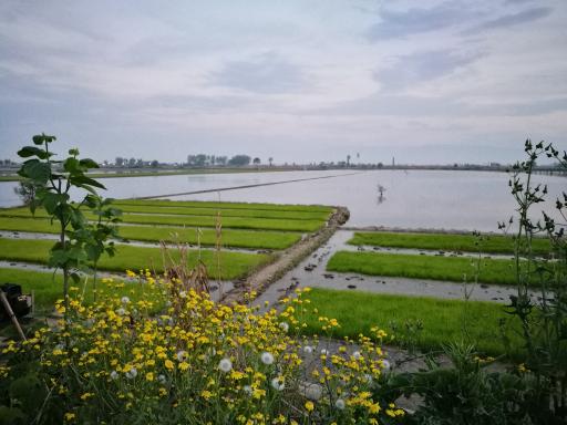 عکس تالاب اجاکسر