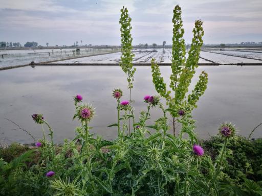 عکس تالاب اجاکسر