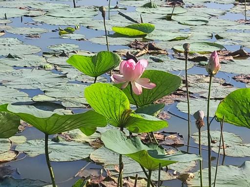 عکس تالاب اجاکسر