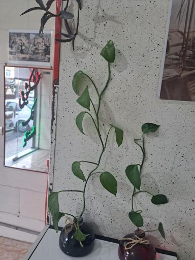 عکس خشکشویی تک استار