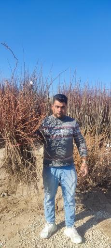 عکس گلخانه و نهالستان برادران مصری 