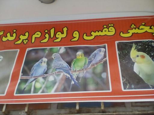 عکس پخش قفس و لوازمات پرندگان طوطی سانان آتیلا