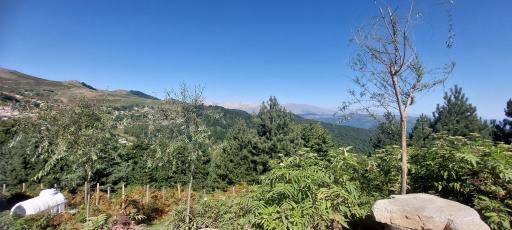 عکس اسب بونی
