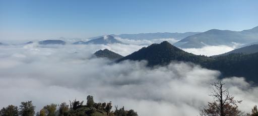 عکس اسب بونی