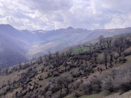 عکس اسب بونی
