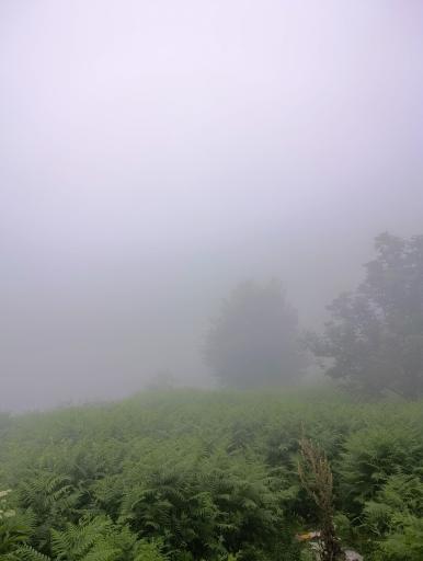 عکس اسب بونی