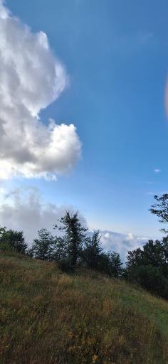 عکس اسب بونی