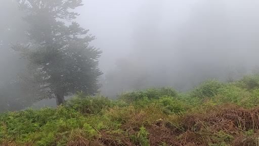 عکس اسب بونی