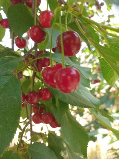 عکس مجموعه توریستی آبشار درود