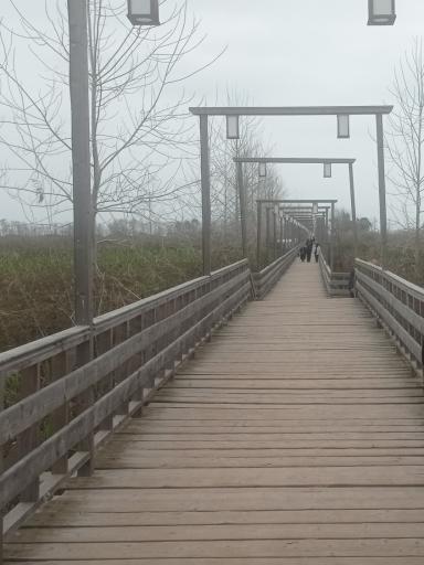 پل چوبی کیاشهر