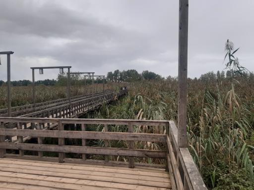 عکس پل چوبی کیاشهر