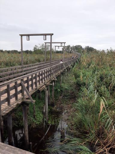 عکس پل چوبی کیاشهر