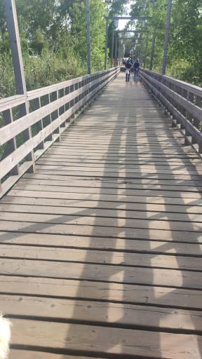 عکس پل چوبی کیاشهر