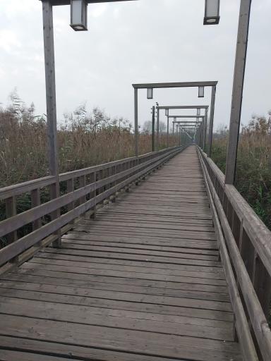 عکس پل چوبی کیاشهر