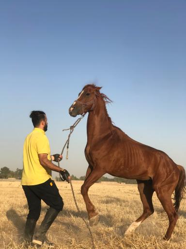عکس پرورش اسب عبدالعظیم 