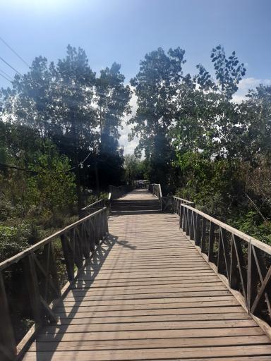 عکس پل چوبی کیاشهر