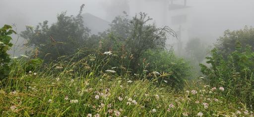 عکس شانه تراش