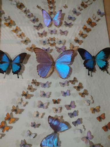 عکس باغ پروانه ها