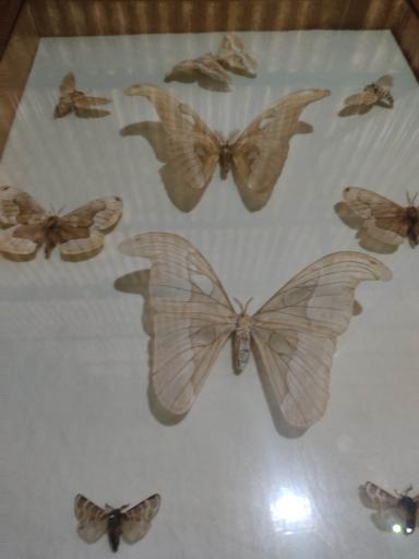 عکس باغ پروانه ها