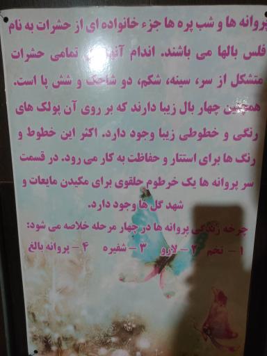 عکس باغ پروانه ها