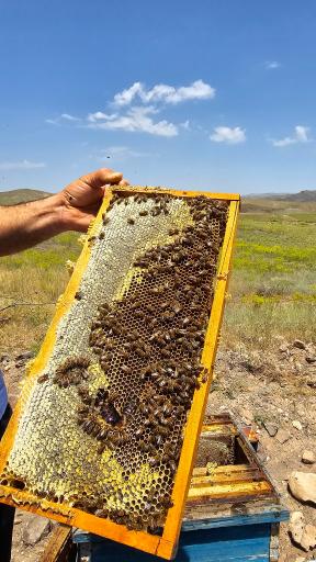 عکس شهدآوران عسل نجف آباد