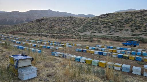 عکس شهدآوران عسل نجف آباد