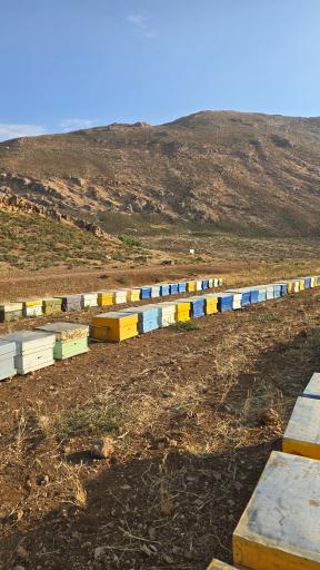 عکس شهدآوران عسل نجف آباد