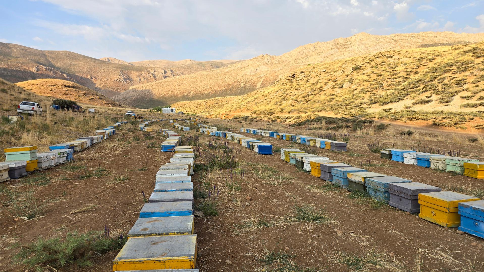 عکس شهدآوران عسل نجف آباد