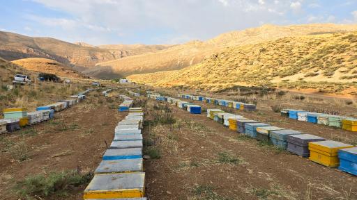 عکس شهدآوران عسل نجف آباد