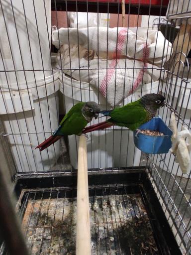 عکس پرنده سرای ققنوس