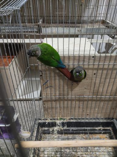 عکس پرنده سرای ققنوس