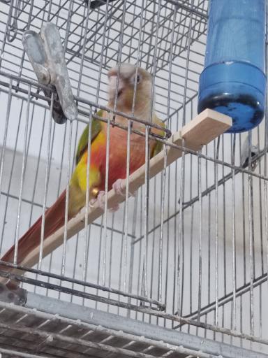 پرنده سرای ققنوس