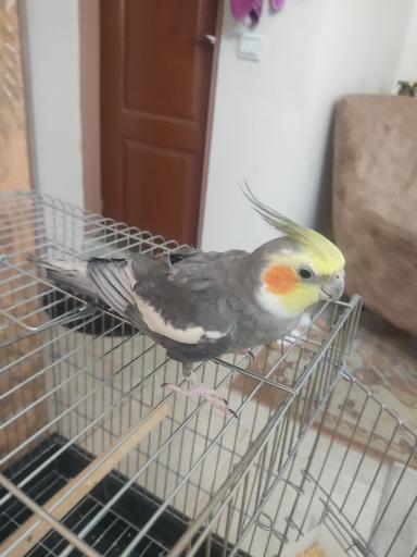 پرنده سرای ققنوس