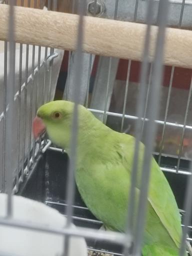 پرنده سرای ققنوس