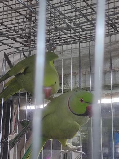 عکس پرنده سرای ققنوس