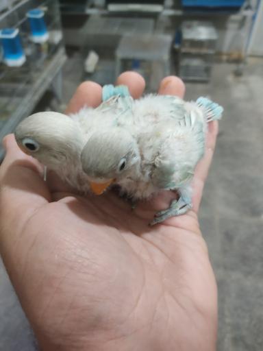 پرنده سرای ققنوس