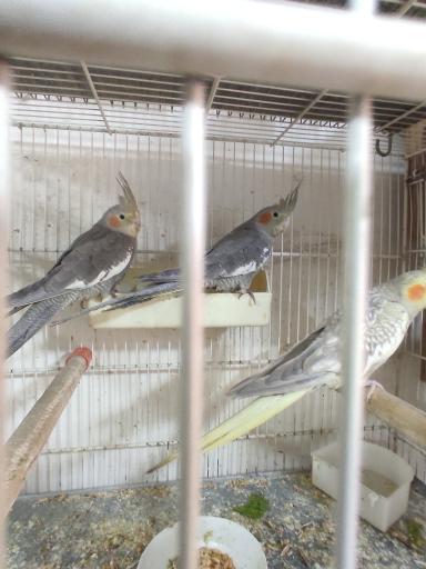 عکس پرنده سرای ققنوس