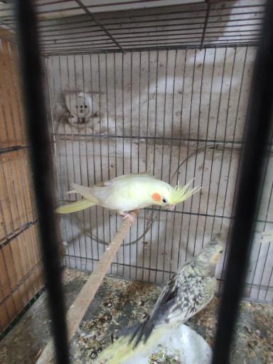 عکس پرنده سرای ققنوس