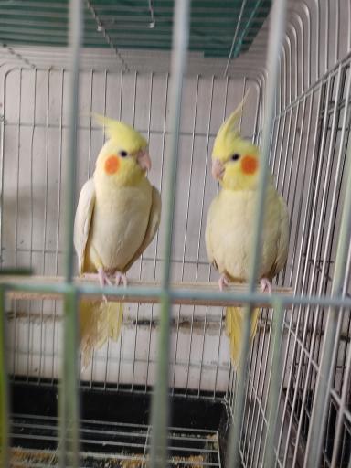 عکس پرنده سرای ققنوس