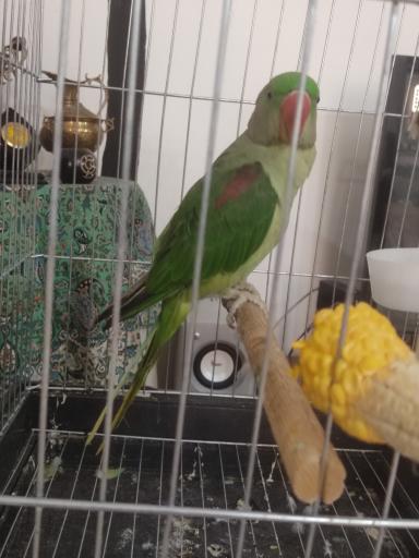 عکس پرنده سرای ققنوس