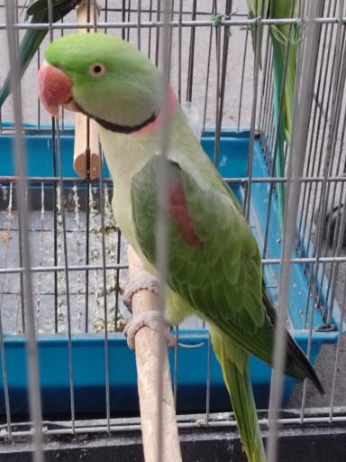 عکس پرنده سرای ققنوس