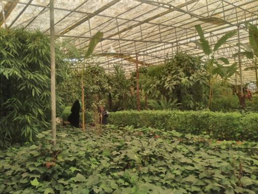 عکس باغ پروانه ها