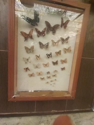 عکس باغ پروانه ها